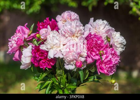 Wunderschönes Blumenbouquet aus Pfingstrosen im Garten, Ukraine. Rote, rosa und weiße Pfingstrose albiflora oder paeonia officinalis, Nahaufnahme Stockfoto