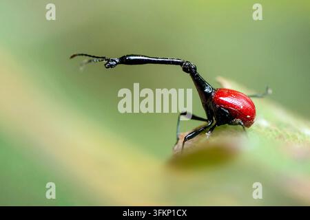 Kamelhals-Käfer, Tiere, Insekten, Käfer, männlicher Kamelhals-Käfer (Trachelophorus giraffa) im Nationalpark Andasibe, Madagaskar Stockfoto