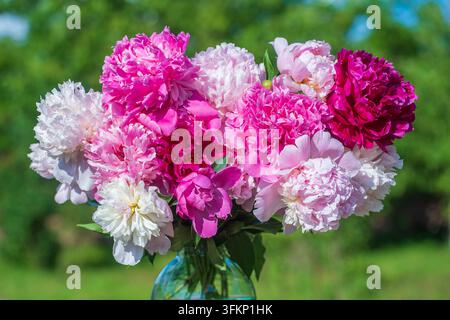 Wunderschönes Blumenbouquet aus Pfingstrosen in einem Glasgefäß mit Wasser im Garten, Ukraine. Rote, rosa und weiße Pfingstrose albiflora oder Paeonia officinalis, Nahaufnahme Stockfoto