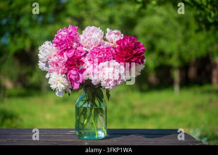 Wunderschönes Blumenbouquet aus Pfingstrosen in einem Glasgefäß mit Wasser im Garten, Ukraine. Rote, rosa und weiße Pfingstrose albiflora oder Paeonia officinalis, Nahaufnahme Stockfoto