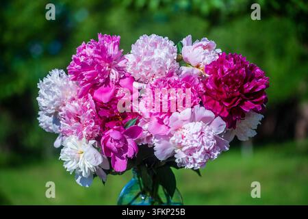 Wunderschönes Blumenbouquet aus Pfingstrosen in einem Glasgefäß mit Wasser im Garten, Ukraine. Rote, rosa und weiße Pfingstrose albiflora oder Paeonia officinalis, Nahaufnahme Stockfoto