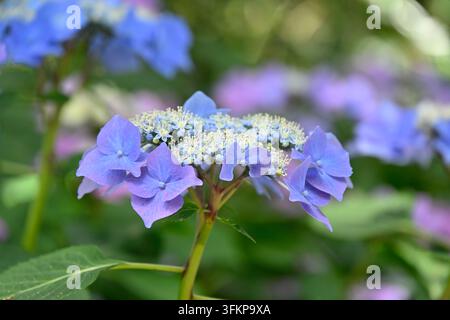 Blaue Sommerblüten von Hydrangea macrophylla 'Möwe' auch bekannt als Geoffrey Chadbund oder Möwe, die im Juni in einem Garten in Großbritannien wachsen Stockfoto