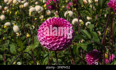 Perfekt runde rosa Ball-Dahlia-Blüte Nahaufnahme, symmetrisches Blütenblattmuster auf dem Dahlienfeld — Elegantes Garten-Blumenkonzept Stockfoto
