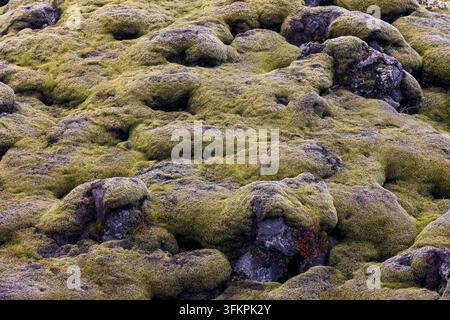 Abgerundete Moospolster bedecken dunkle Lavablöcke mit freiliegenden Felswänden und tiefen Spalten in dieser Nahaufnahme von Eldhraun im Süden Islands. Stockfoto