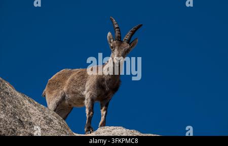 Iberischer Steinbock, Capra pyrenaica ssp. victoriae, steht auf einem Granitfelsen vor einem klaren blauen Himmel in La Pedriza, Manzanares el Real, Spanien. Stockfoto