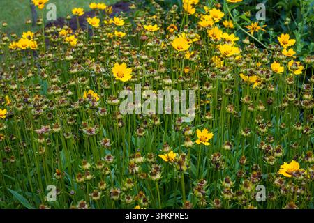 Ein dichter Fleck gelber Coreopsis-Blüten mit Knospen, die an hohen grünen Stängeln wachsen. Eine lebendige NatureCore- und CottageCore-Szene mit einem fröhlichen Gartenmoo Stockfoto