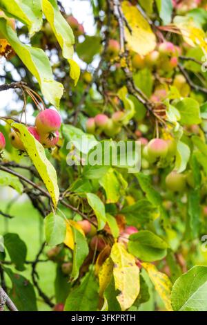 Vertikaler Ast voller kleiner rosa und gelber Äpfel zwischen grünen und gelben Blättern. Natürliche Obstgartenszene mit vielen Früchten, die an dünnen Stielen hängen und s Stockfoto