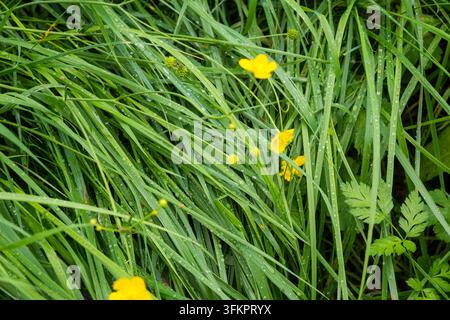 Eine Nahaufnahme von nassem grünem Gras, das nach dem Regen mit Wassertropfen bedeckt ist. Die dichten Halme bilden eine frische strukturierte Oberfläche mit kleinen gelben Blüten dazwischen. Stockfoto