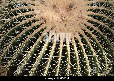 Nahaufnahme eines goldenen Barrel-Kaktus (Echinocactus grusonii) mit detaillierten Dornen und wolliger Oberflächentextur Stockfoto