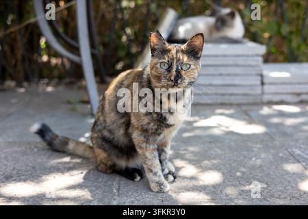 Tortenschal domestic cat ruht auf Betonpflaster draußen an einem sonnigen Tag Stockfoto