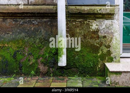 Feuchte Fassade mit Moos, Algen, Schimmel, Feuchtigkeitsschäden um die Außenleitung und stark abgenutztes Mauerwerk, das Reparatur, Sanierung und Abdichtung erfordert. Stockfoto