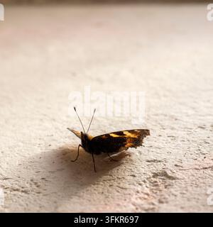 20. September 2026, Loweswater, Vereinigtes Königreich. Ein kleiner Schmetterling mit Tortenschildmuster ruht auf einer strukturierten, neutralen Oberfläche, seine zarten Flügel werfen einen so Stockfoto