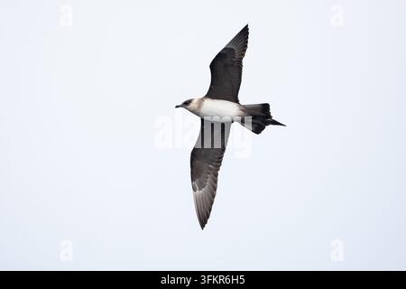 Erwachener parasitärer Möwenfalk oder arktische Raubmöwe (Stercorarius parasiticus) der blassen Morphe im Flug während der Wanderung, gefunden vor der deutschen Bucht / N Stockfoto