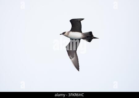 Erwachener parasitärer Möwenfalk oder arktische Raubmöwe (Stercorarius parasiticus) der blassen Morphe im Flug während der Wanderung, gefunden vor der deutschen Bucht / N Stockfoto