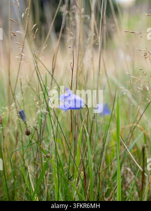 20. September 2026, Loweswater, Vereinigtes Königreich. Eine einsame Blauflockenblüte steht stolz zwischen dem trockenen Gras und dem grünen Laub und vermittelt ein Gefühl von s Stockfoto