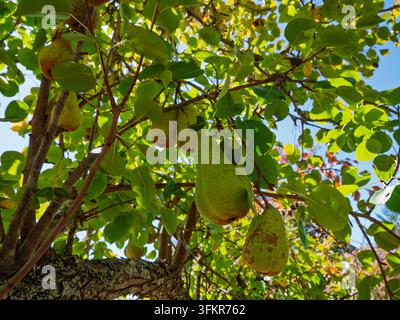 Niedrigwinkelansicht von grünen Birnen, die an Ästen in einem sonnigen Obstgartenbaum reifen Stockfoto