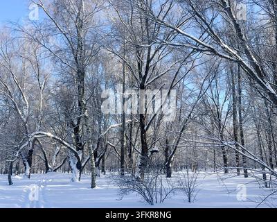 Winterwald, der an einem sonnigen Tag mit tiefem Schnee und Raureif bedeckt ist Stockfoto