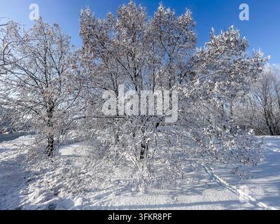 Großer Baum, der an einem sonnigen Wintertag stark mit frischem Schnee bedeckt ist Stockfoto