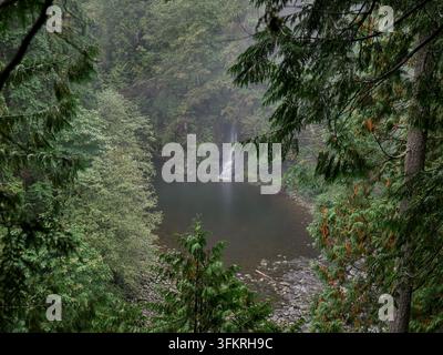 Kleiner Wasserfall fließt in ein ruhiges Waldbecken, umgeben von üppigem temperiertem Regenwald im Lynn Canyon Park, North Vancouver, British Columbia, Ca Stockfoto