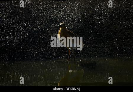 Ein Squacco-Häher (Ardeola ralloides) steht im flachen Wasser mit einem schimmernden dunklen Hintergrund und Wasserreflexion. Stockfoto