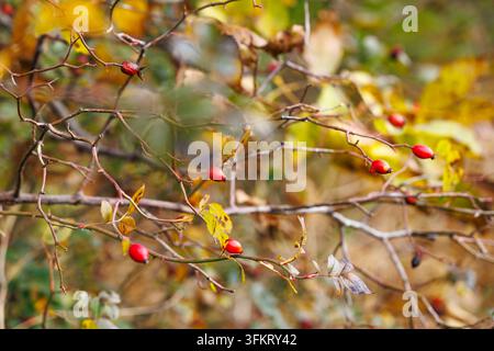 Nahaufnahme von wilden Hagebutten an dünnen Ästen zwischen farbigem Laub in einem sonnigen Herbstwald bei natürlichem Tageslicht. Stockfoto
