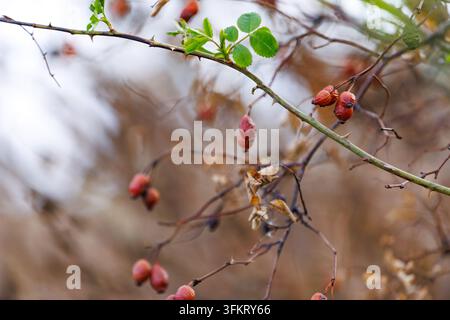 Nahaufnahme von getrockneten wilden roten Hagebutten auf einem dornigen Ast vor einem stark unscharfen natürlichen Herbsthintergrund bei Tageslicht. Stockfoto
