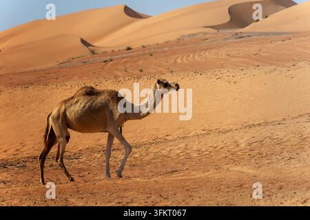 Ein einzelnes Kamel im Vordergrund bewegt sich durch orangefarbene Sanddünen, während warmes Sonnenlicht lange Schatten über die abgelegene trockene Wüste unter einem klaren blauen Himmel in Oman wirft Stockfoto