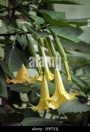 Brugmansia oder Engels trompeten, auch bekannt als Datura und Engelstrompete, ist eine schöne aromatische Blume, aber auch ein gefährliches Halluzinogen, das weltweit bekannt ist Stockfoto