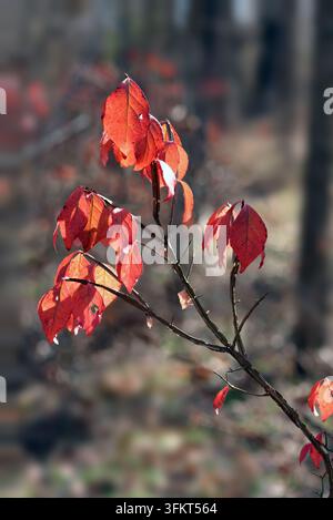 Brennender Busch (Euonymus alatus) im Herbst mit leuchtend roten Blättern, der wild im Wald wächst, auch bekannt als geflügelter Spindelbaum oder geflügelter Euonymus, ist heimisch in centra Stockfoto