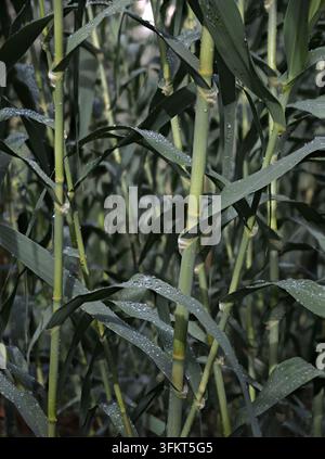 Riesenschilf (arundo donax), auch bekannt als Carrizo, spanisches Schilf, Wildschilf und Arundo, ist eine invasive Pflanzenart, die dichte Bestände in Feuchtgebieten bildet. Es ist amon Stockfoto