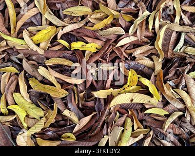 Eine detaillierte Ansicht von oben auf trockene, gefallene Guavenblätter, die auf dem Boden verstreut liegen und eine Mischung aus gelben und braunen natürlichen Herbstfarben zeigen Stockfoto