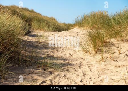 Marramgras, das auf Sanddünen an der Spitze des Mablethorpe-Strandes in Lincolnshire, UK, wächst Stockfoto