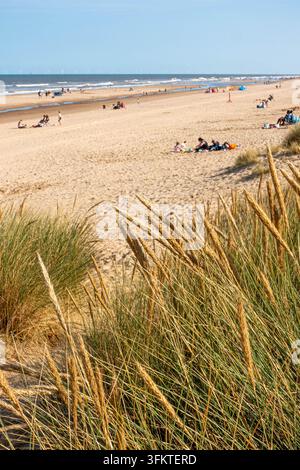 Marramgras, das auf Sanddünen an der Spitze des Mablethorpe-Strandes in Lincolnshire, UK, wächst Stockfoto