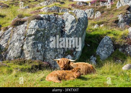 Highland-Rind-Kuh und Kalb liegen auf grüner Weide, haariger brauner Mantel und lange Hörner im Nachmittagslicht neben Felsvorsprung Stockfoto