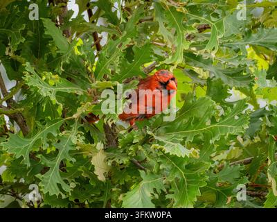 Lebendiger roter Nordkardinalvogel, der versteckt zwischen grünen Eichenblättern in einer natürlichen Waldtierweltumgebung sitzt Stockfoto