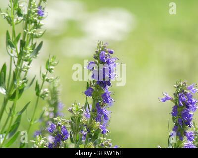 Schlanke lila Blütenstände einer Ringelblume (Hyssopus officinalis) in einem Feld, die kleine röhrenförmige Blüten zeigen, die entlang schmaler Stängel gruppiert sind. Stockfoto