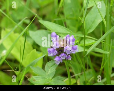 Nahaufnahme einer Prunella-Wildblume, die einen dichten, quirligen Büschel kleiner purpurfarbener röhrenförmiger Blüten zwischen grünem Laub in einem sonnigen Feld zeigt Stockfoto