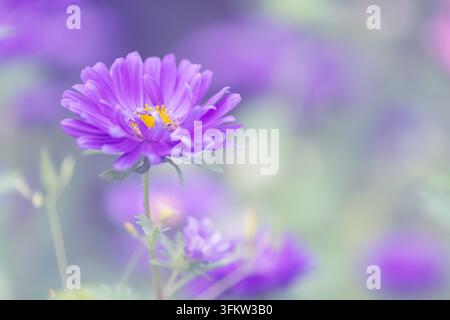 Lila Aster auf schönem unscharfem Hintergrund im Garten, selektive Schärfentiefe - Fotomontage Stockfoto