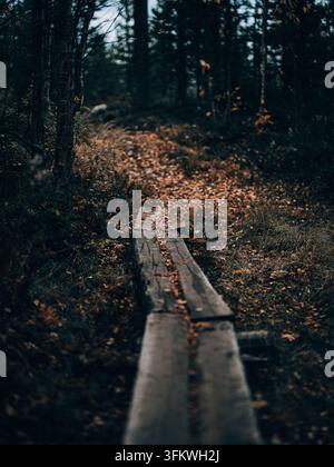 Verwitterte Holzpromenade führt durch einen dunklen Herbstwald, der mit gefallenen Blättern bedeckt ist, im Norden Schwedens. Stockfoto