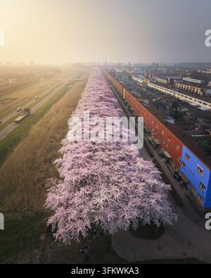 Luftaufnahme von blühenden Kirschbäumen in voller Blüte, die eine Straße neben Wohnhäusern in Almere, Flevoland, Niederlande, säumen. Stockfoto