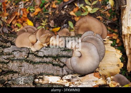 Austernpilze, die auf einem umgestürzten Baumstamm im Wald wachsen Stockfoto