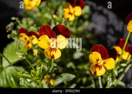 Nahaufnahme von bunten Stiefmütterchen, die im warmen Abendsonnenlicht in einem Heimblumengarten blühen. Lebendige violette, gelbe und weiße Blütenblätter mit einem weichen Stockfoto