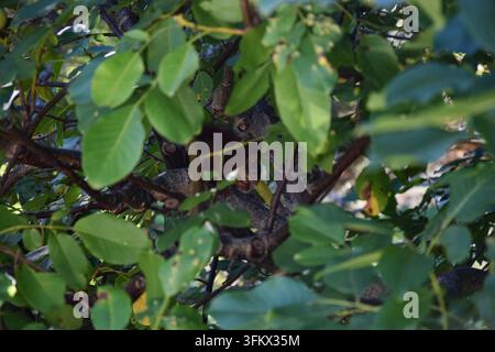Eichhörnchen, das eine Eichel auf einem Ast frisst Stockfoto