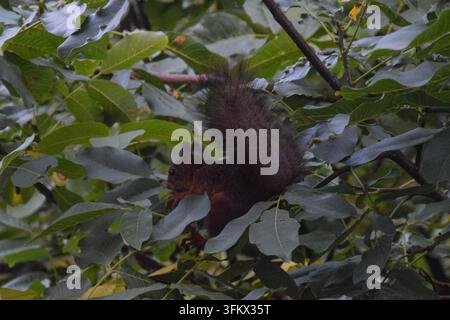 Eichhörnchen, das eine Eichel hält, während es auf einem Ast sitzt Stockfoto