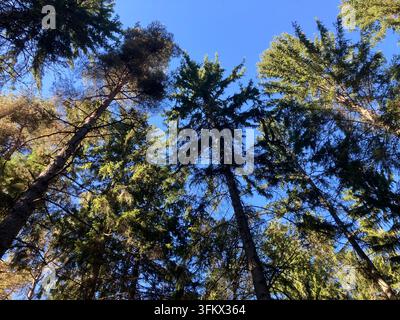 Kronendach einer Kiefernbaum, das einen klaren blauen Himmel einrahmt Stockfoto