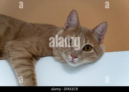 Eine rote getigerte Katze liegt auf einer weißen Kante, das Kinn auf der Kante abgestützt, und schaut mit bernsteinfarbenen Augen auf die Kamera hinunter. Stockfoto