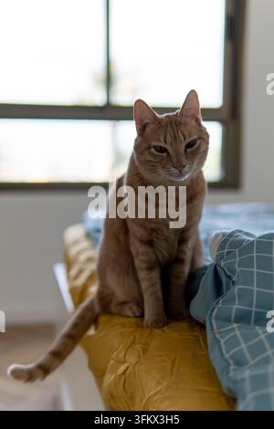 Eine rote getigerte Katze sitzt am Rand eines Bettes nahe eines hellen Fensters und schaut mit halb geschlossenen Augen in die Kamera. Stockfoto