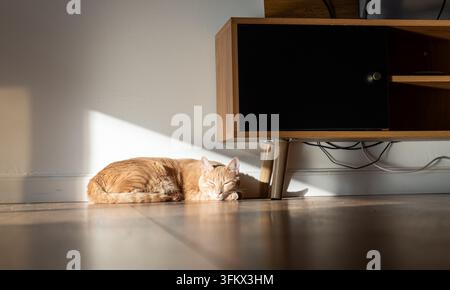 Eine rote Katze hat sich in einem Sonnenfleck auf einem Holzboden neben einem TV-Schrank zusammengerollt und schläft. Stockfoto