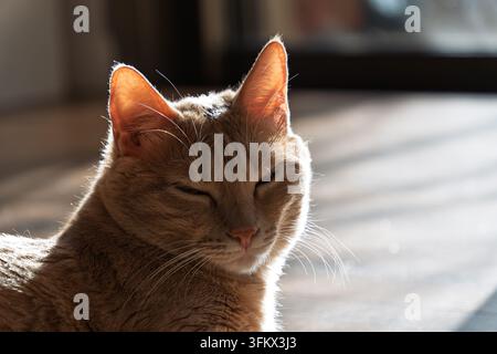 Ein von hinten beleuchteter Ingwer-Tigerkater blinzelt zufrieden im Sonnenlicht, seine Ohren und Schnurrhaare leuchten. Stockfoto
