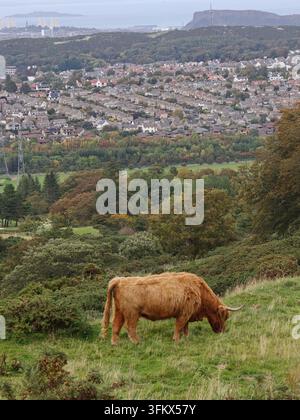 Schottische Hochlandkuh auf den Pentland Hills mit der Skyline von Edinburgh im Hintergrund auf der Swanston Farm, Schottland. Stockfoto